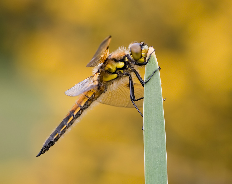 2008 (5) MAY Four-Spotted Chaser 